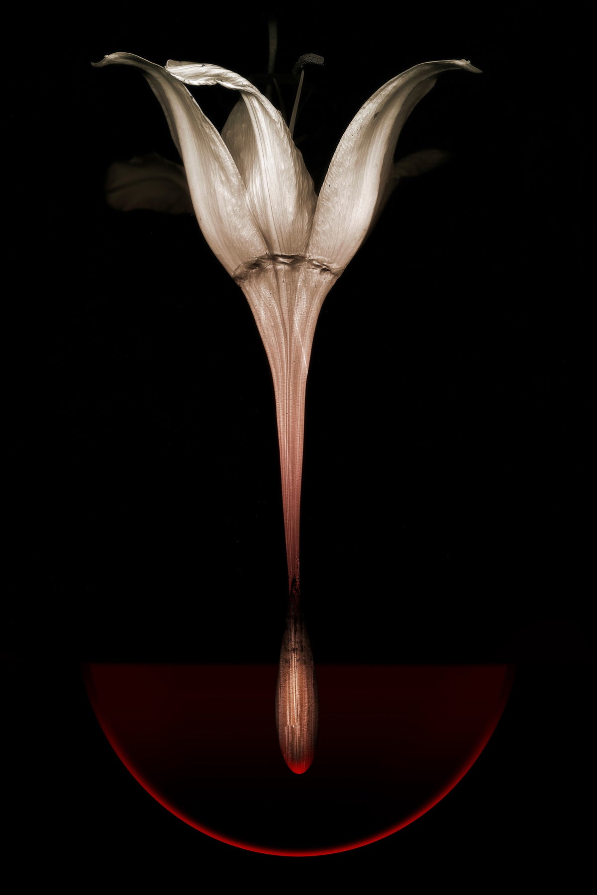 aluminium-print-floating-lily