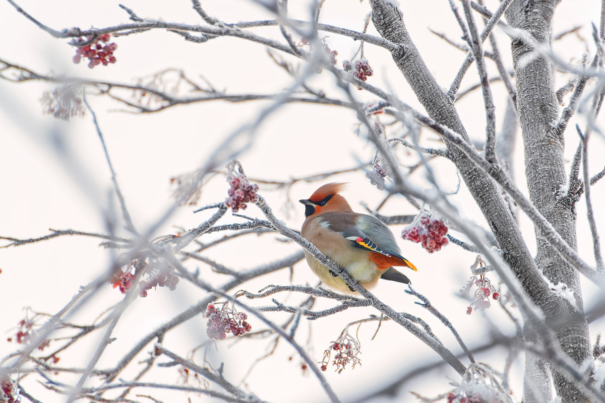 framedposter-print-waxwing-x