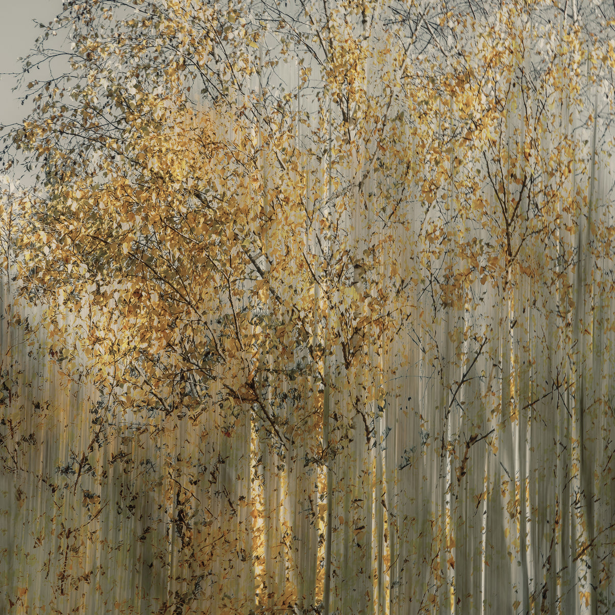 poster-print-birch-impression-x