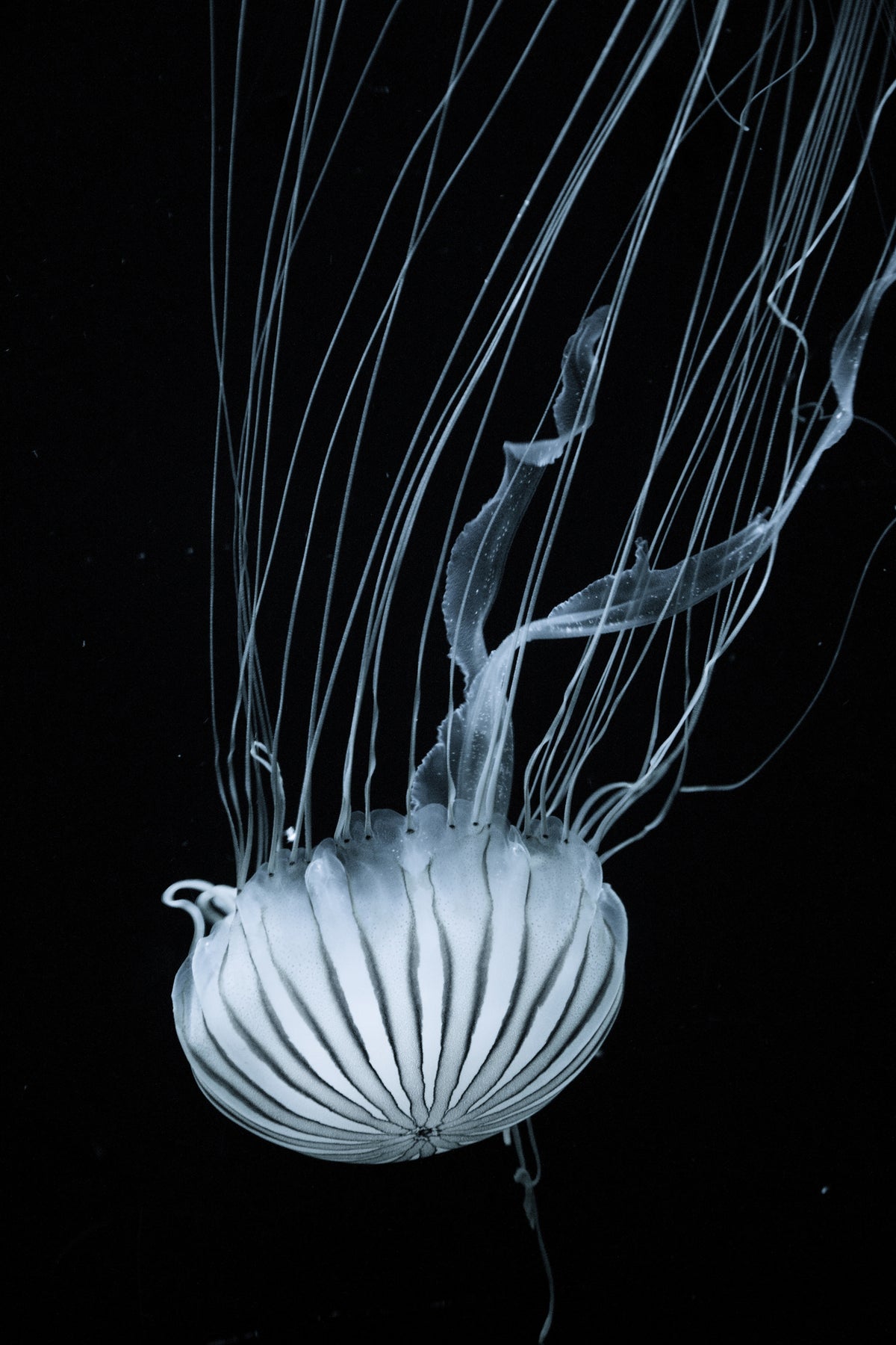 framedposter-print-beware-jellyfish