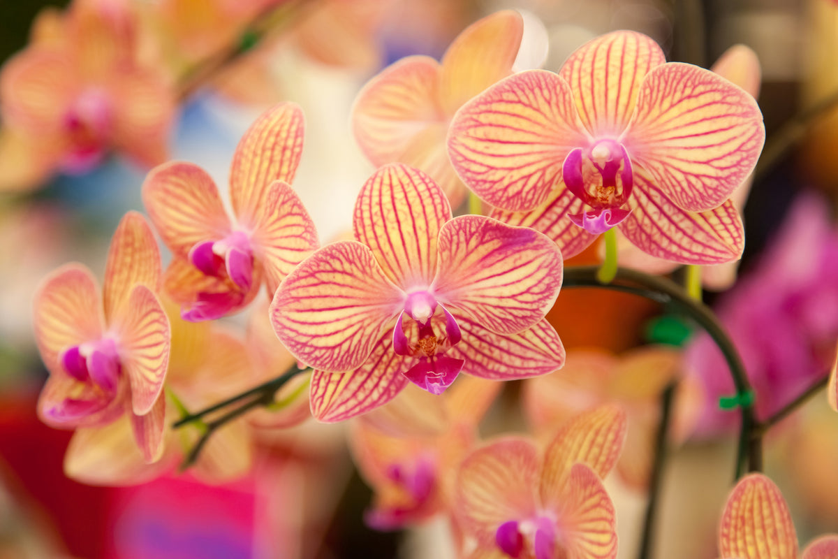 acrylic-print-exotic-orchids