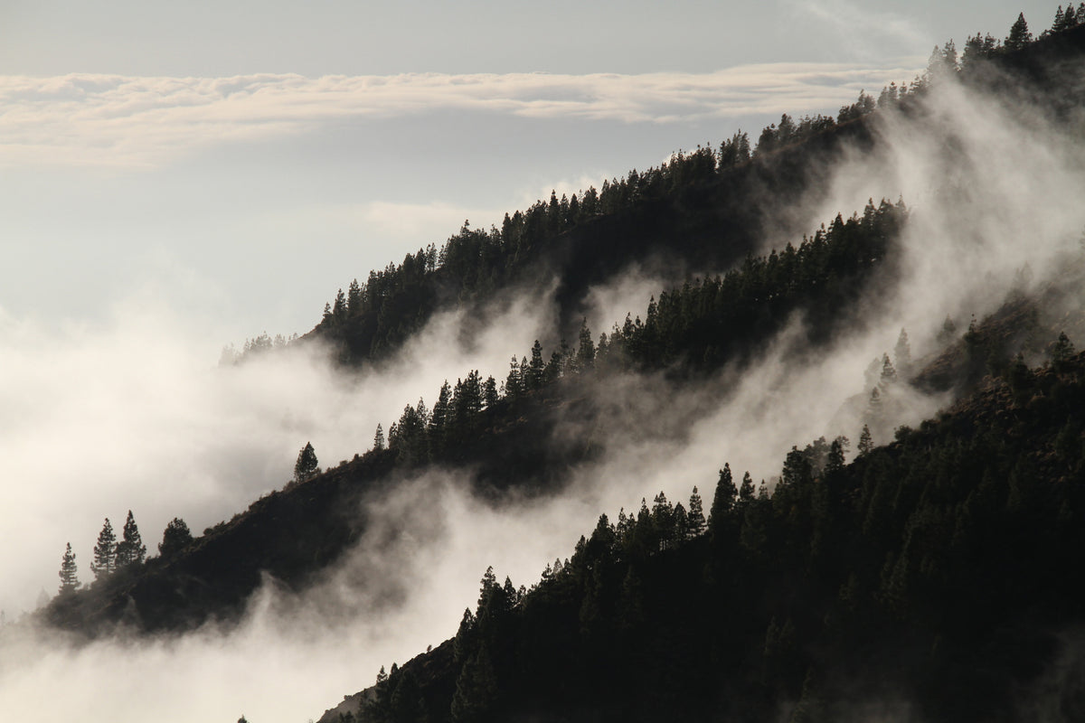 acrylic-print-fog-in-the-woods