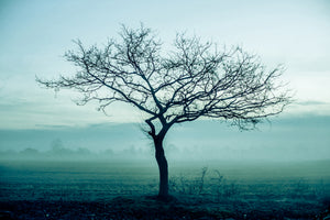 poster-print-the-magic-tree