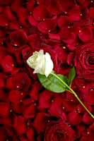 aluminium-print-bed-of-roses