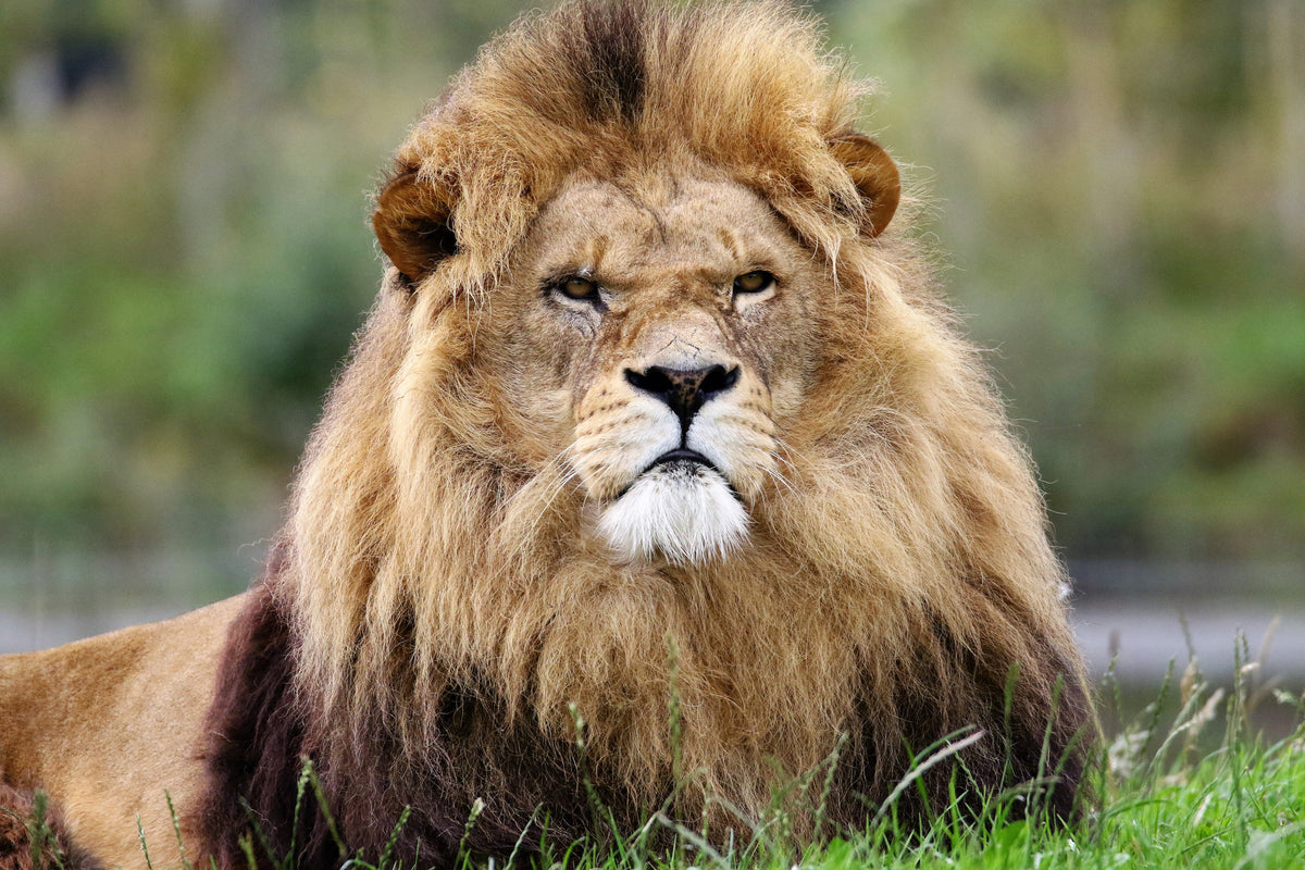 acrylic-print-the-king-of-animals