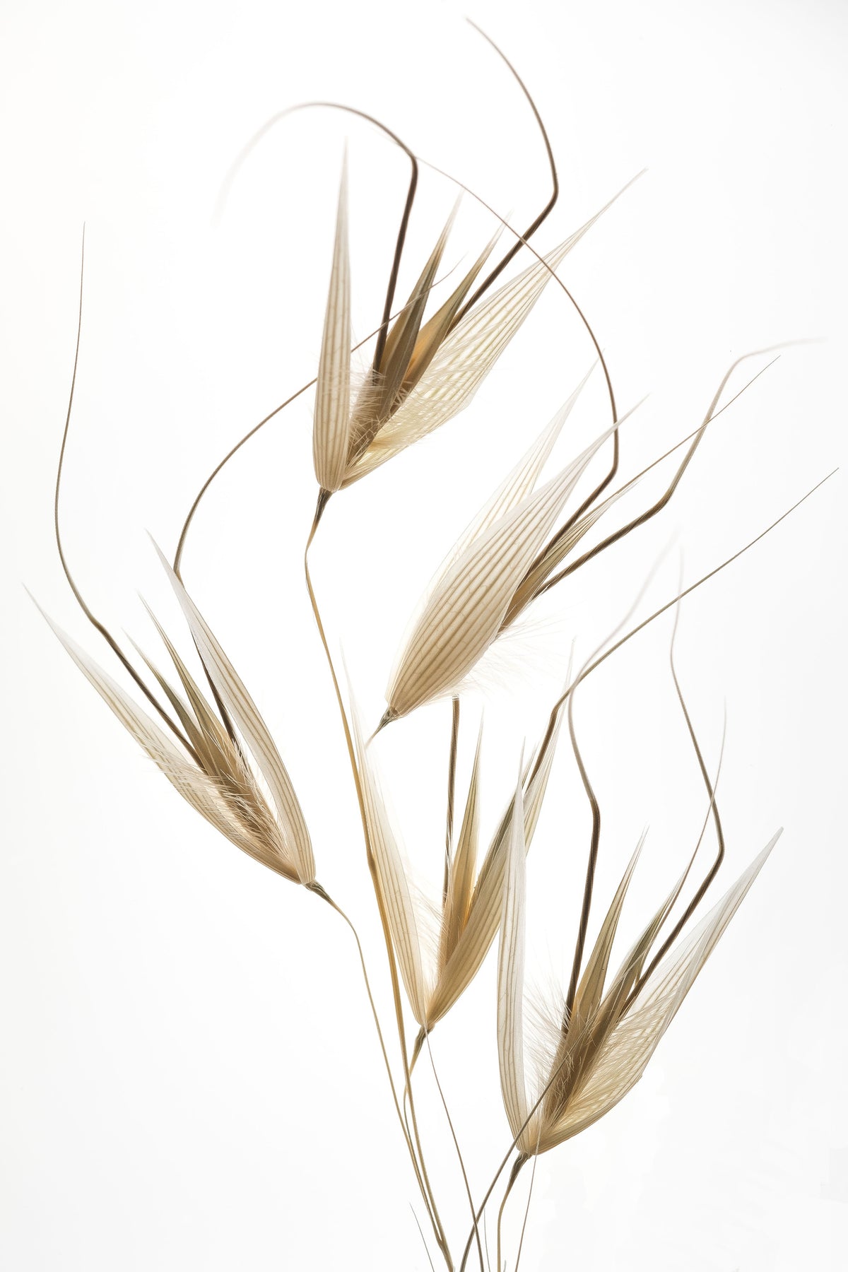 acrylic-print-delicacy-of-nature