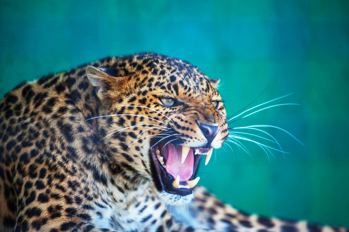 modern-3-piece-acrylic-print-attention-leopard