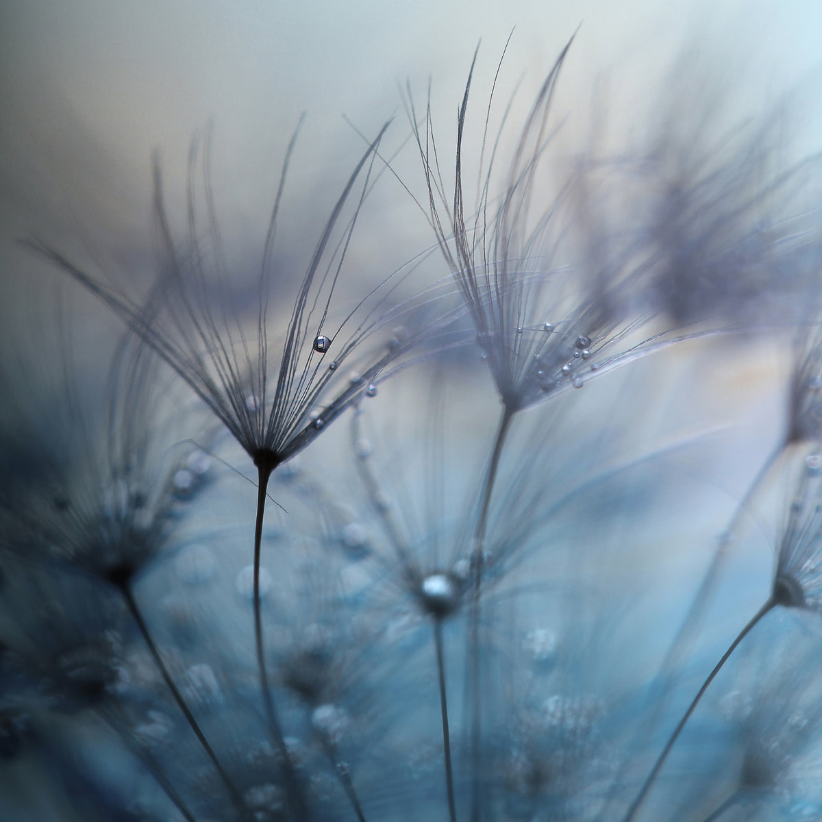 aluminium-print-teardrops