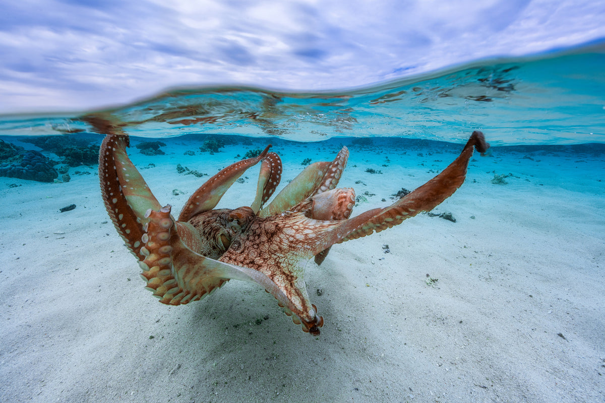 framedposter-print-octopus-ii