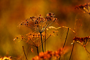 3-piece-acrylic-print-seeds