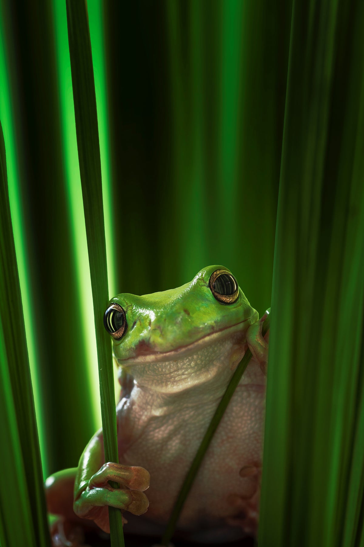 aluminium-print-green-frog