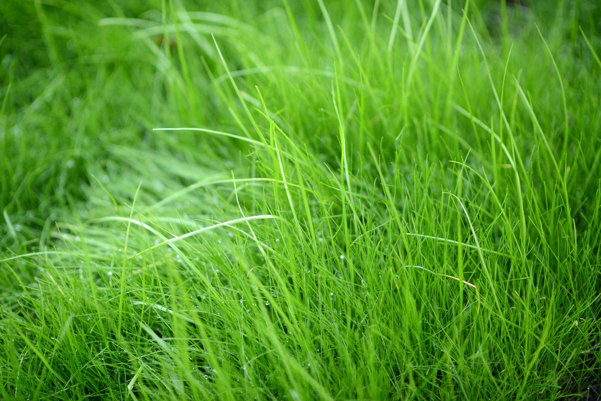 acrylic-print-blades-of-grass