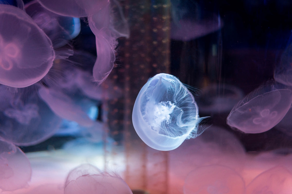 3-piece-acrylic-print-the-beauty-of-jellyfish