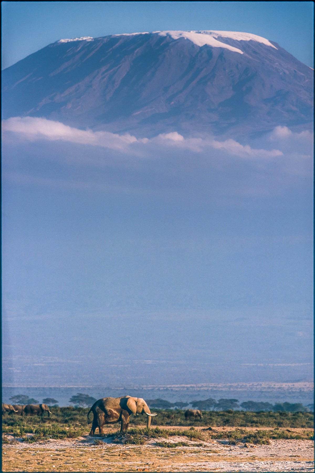 framedcanvas-print-kilimanjaro-and-the-quiet-sentinels