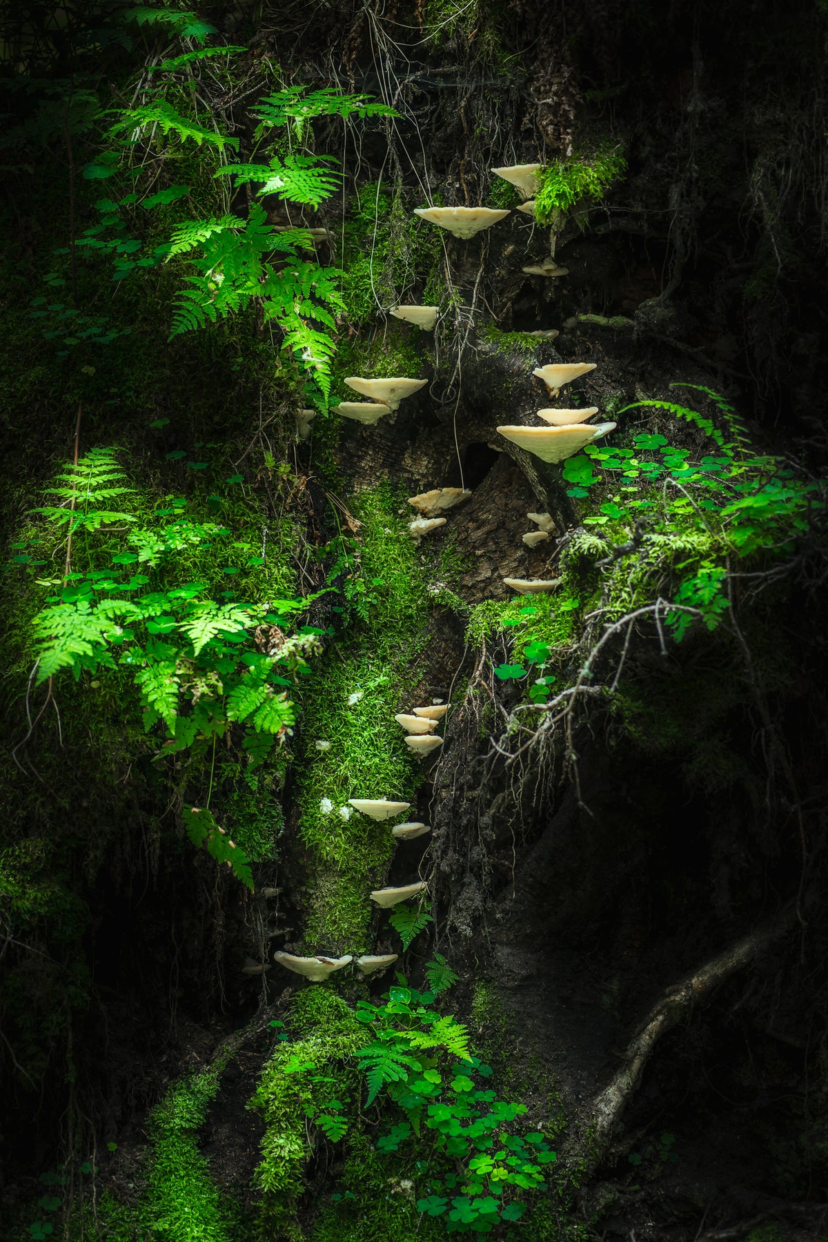 aluminium-print-mushroom-wall