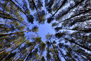 modern-3-piece-canvas-print-under-high-treetops