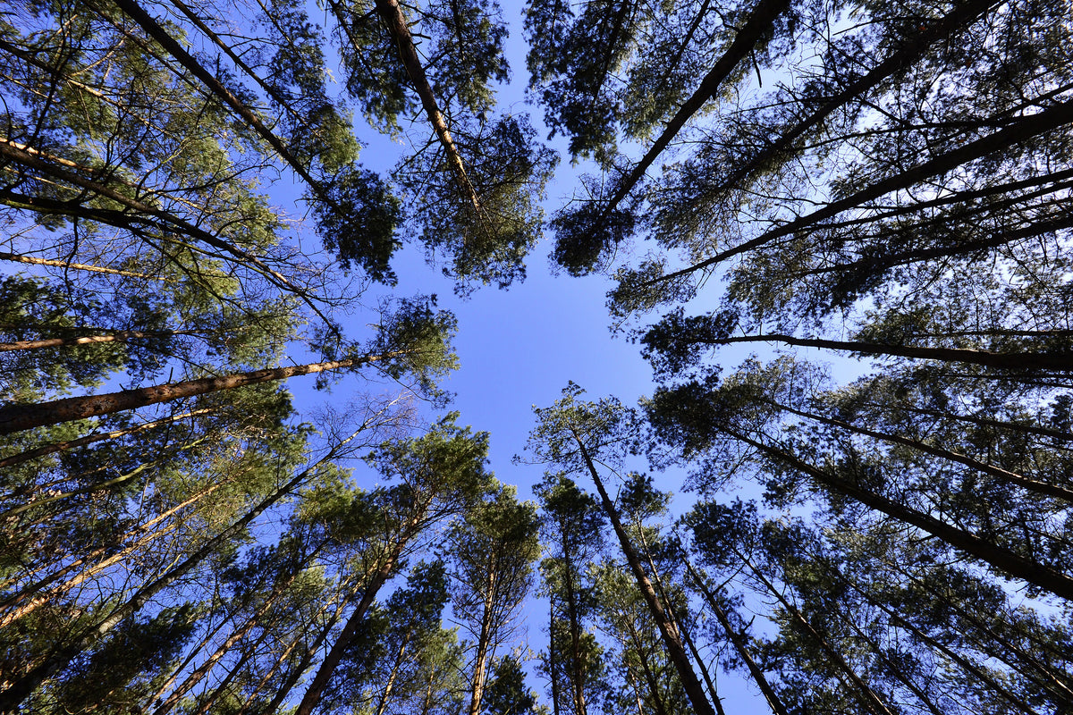 modern-3-piece-canvas-print-under-high-treetops