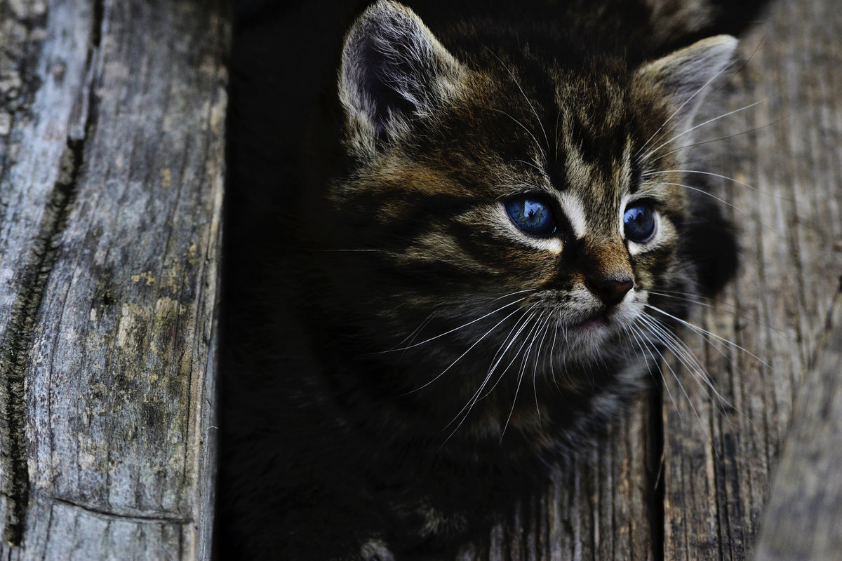 aluminium-print-cats-child