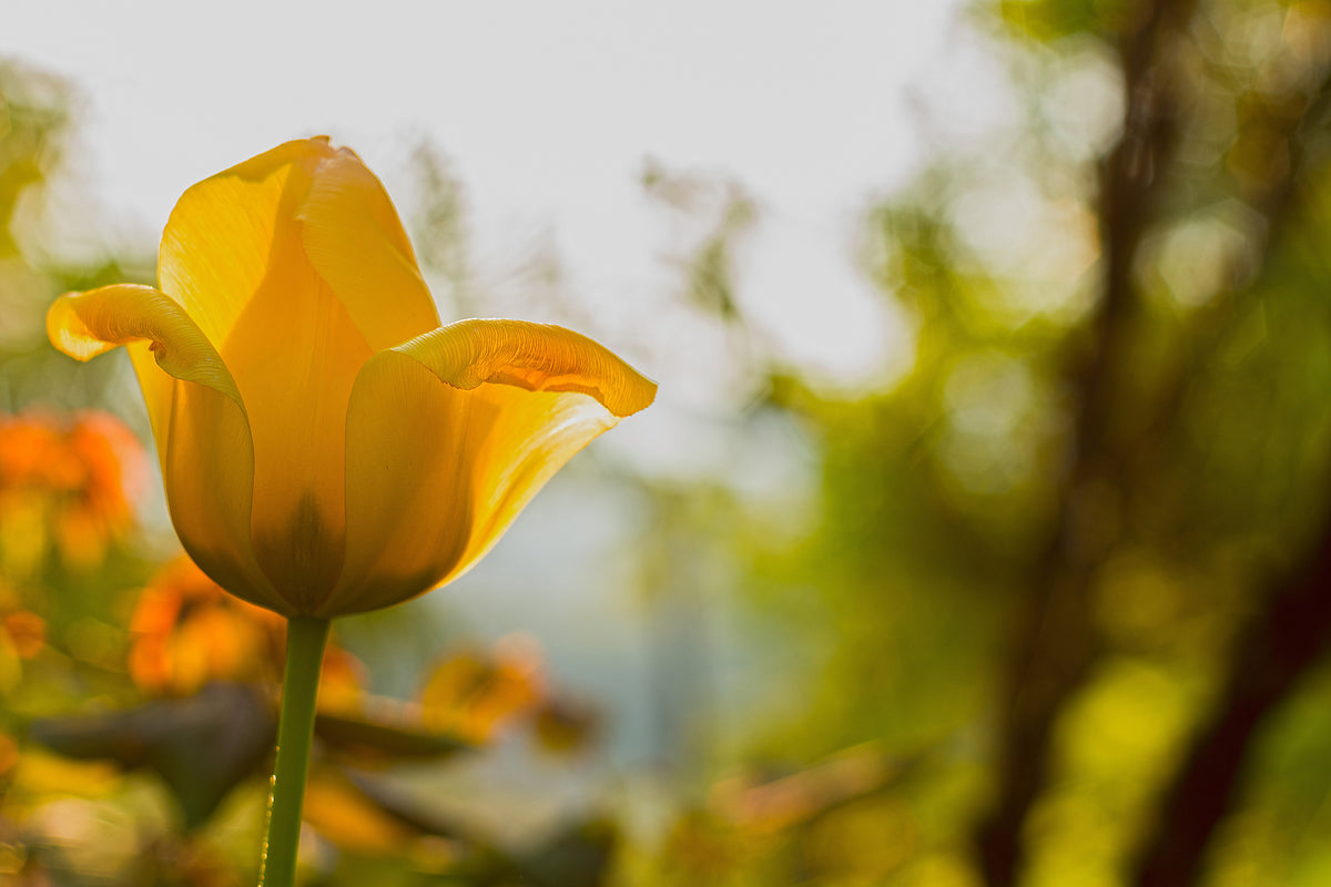 aluminium-print-yellow-tulip-in-the-nature