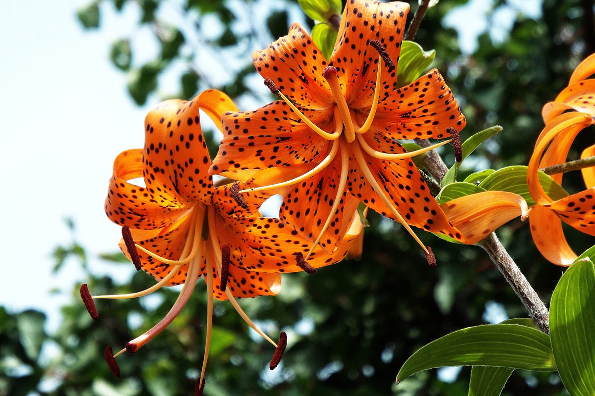 3-piece-aluminium-print-the-wild-tiger-lilies