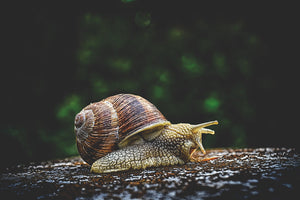 3-piece-aluminium-print-snail-xxl
