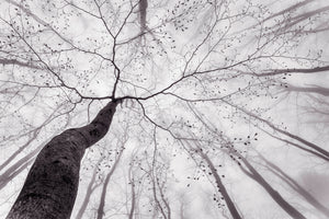 framedcanvas-print-a-view-of-the-tree-crown