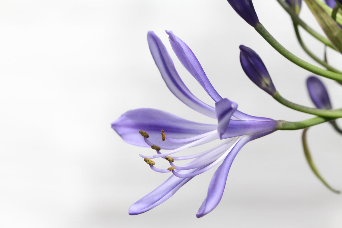 acrylic-print-lily-flower-in-purple