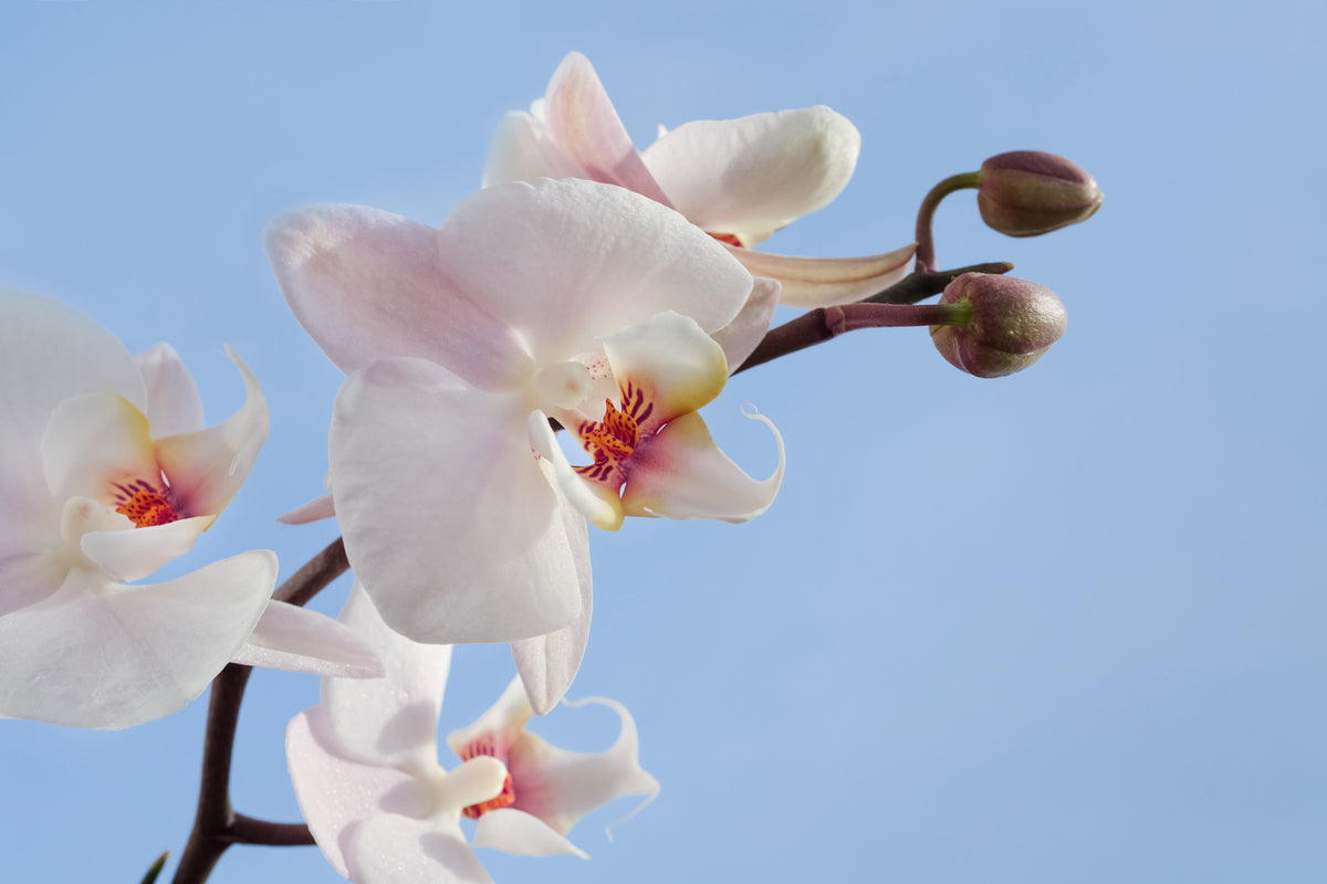 3-piece-canvas-print-orchid-in-the-sky