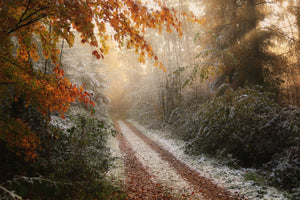 aluminium-print-frosty-fall-x