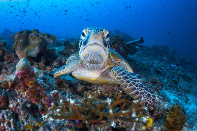 poster-print-face-to-face-with-a-green-turtle-x