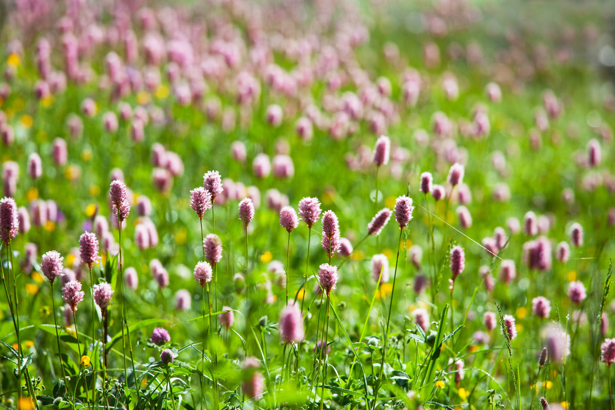 framedcanvas-print-clover