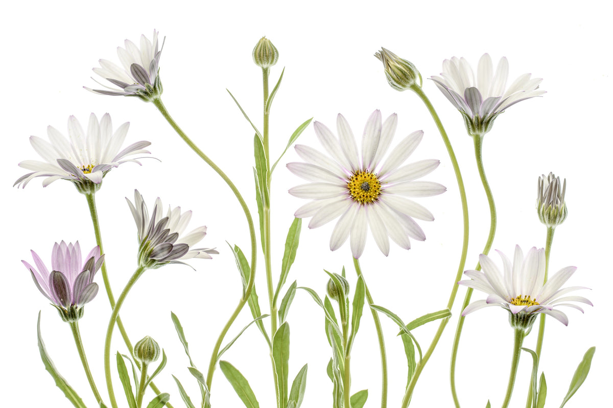 poster-print-cape-daisies-xuv