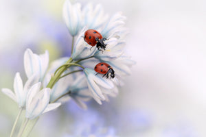 acrylic-print-ladybirds