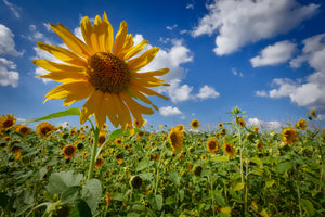 framedposter-print-a-sunflower-among-many