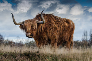 framedcanvas-print-attention-bull