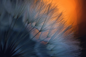 3-piece-acrylic-print-feathers-p