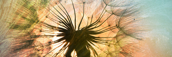 panoramic-3-piece-acrylic-print-xxl-dandelion-panorama