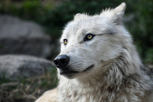 framedposter-print-the-lonely-wolf