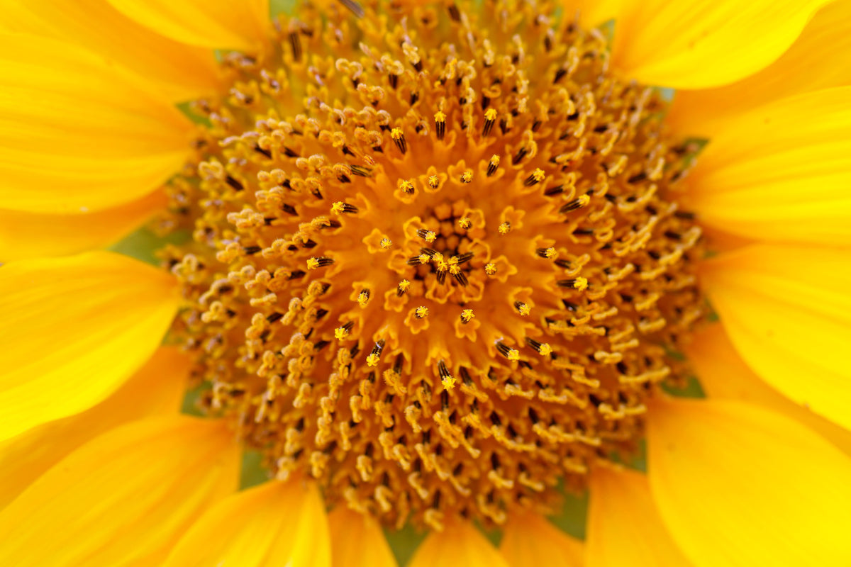 framedcanvas-print-beautiful-buds-of-the-sunflower