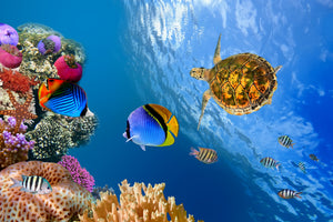 modern-3-piece-aluminium-print-fish-in-the-water