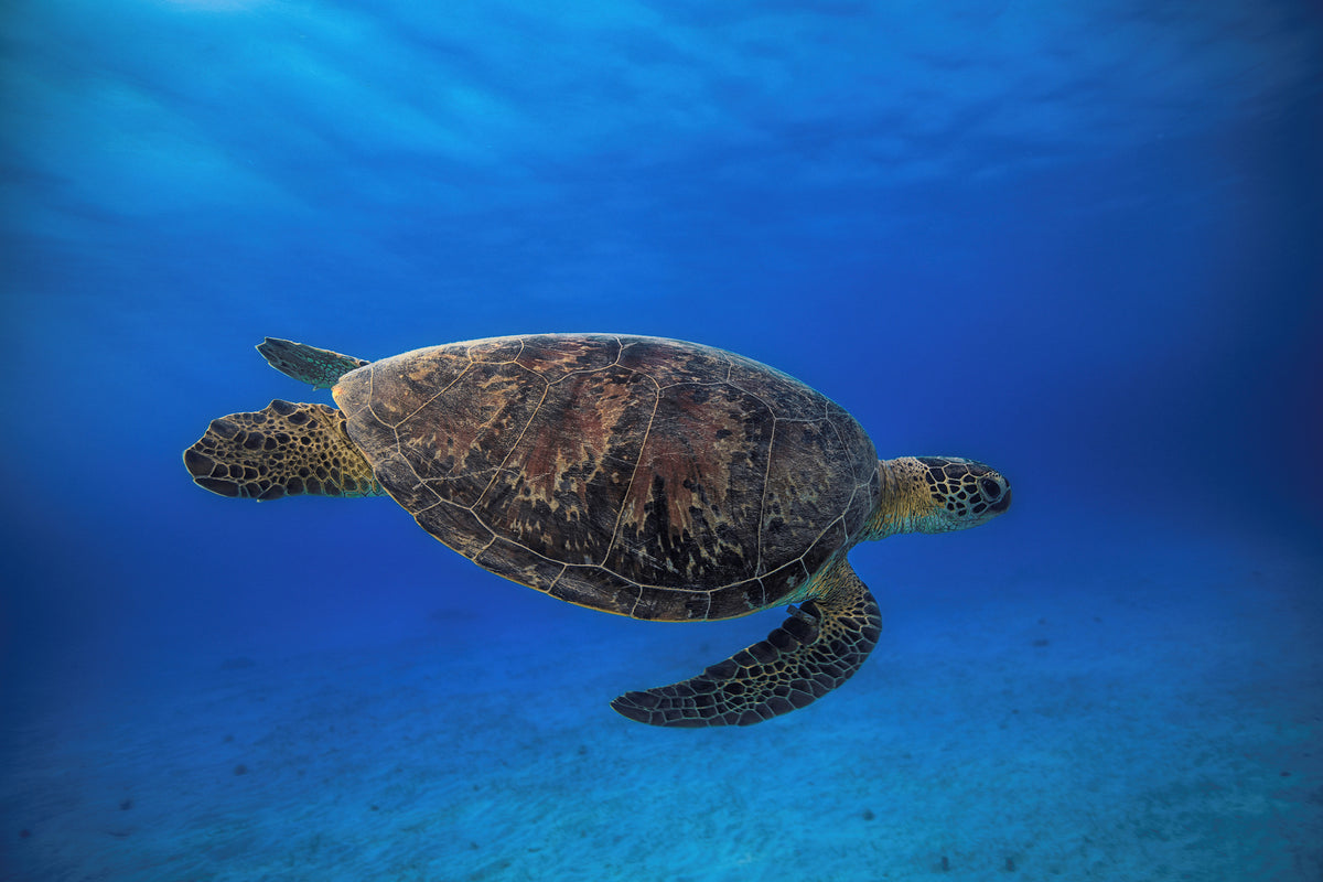 modern-3-piece-canvas-print-green-turtle-in-the-blue