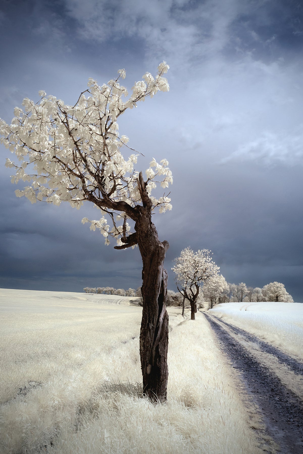acrylic-print-irenka