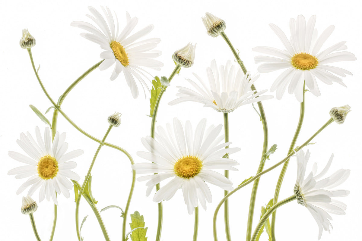 poster-print-ox-eye-daisies