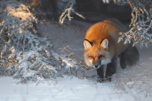 aluminium-print-red-fox-xxr