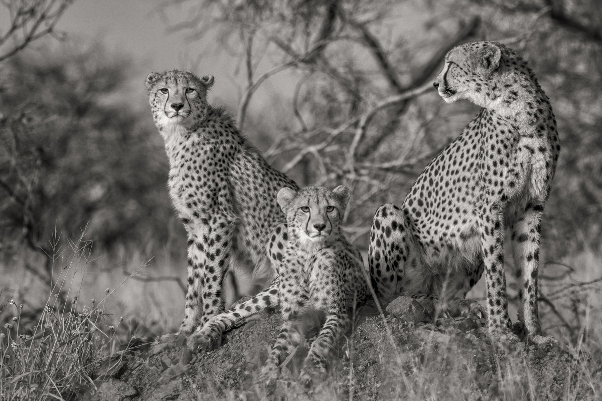 acrylic-print-three-cats
