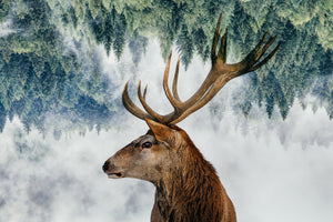poster-print-the-deer-and-the-woods-x