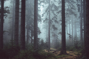 acrylic-print-forest-in-the-fog