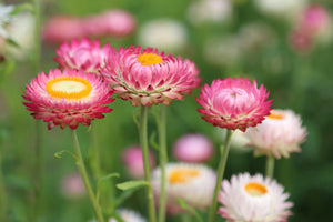 poster-print-flowers-of-spring