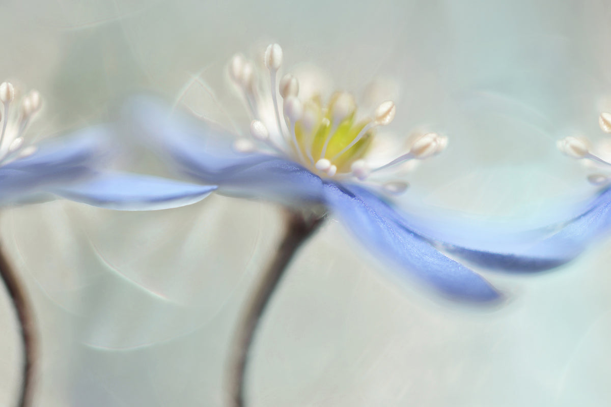 poster-print-dancing-anemones