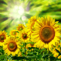 acrylic-print-the-sun-and-the-flowers